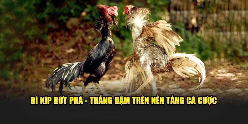 Bí kíp bứt phá, thắng đậm trên nền tảng cá cược