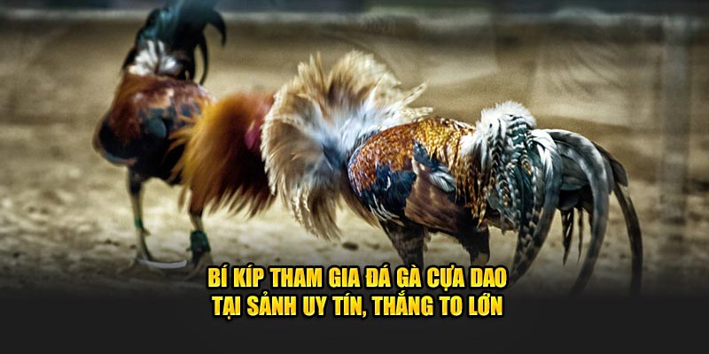 Bí kíp tham gia đá gà cựa dao tại sảnh uy tín, thắng to lớn