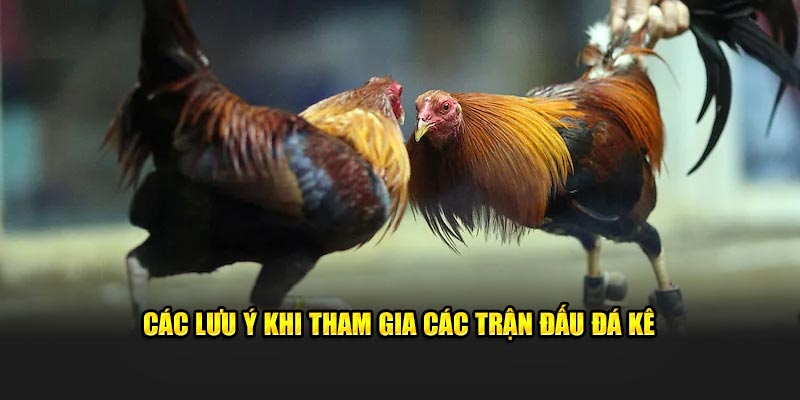 Lưu ý tham gia các trận đấu đá kê