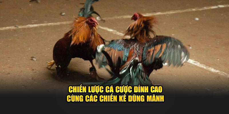 Chiến lược cá cược đỉnh cao cùng các chiến kê dũng mãnh