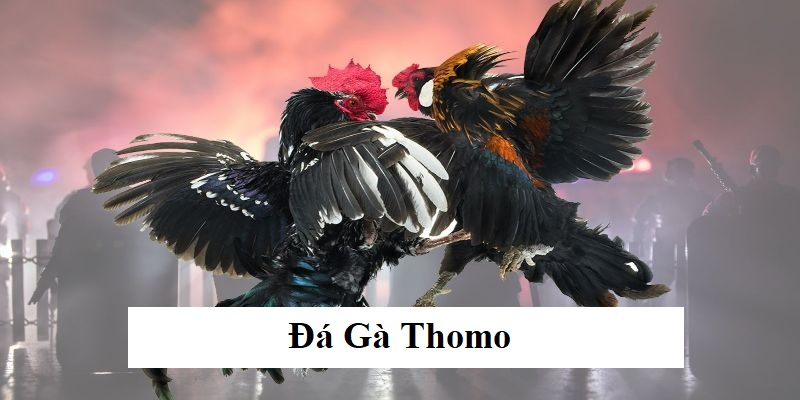 ảnh đại diện đá gà thomo