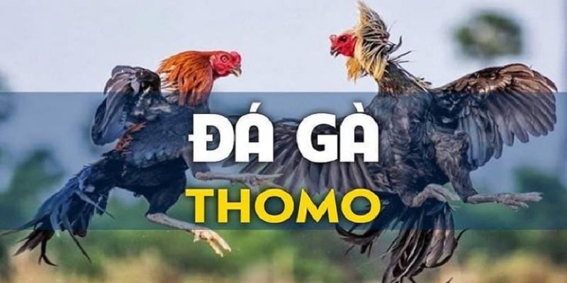 Đá gà Thomo King88 với thông tin cụ thể