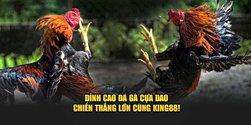 ảnh đại diện đá gà cựa dao