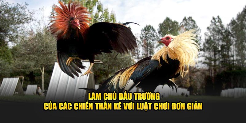 Làm chủ đấu trường của các chiến thần kê với luật chơi đơn giản