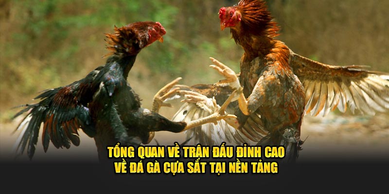 Tổng quan về trận đấu đỉnh cao về đá gà cựa sắt tại nền tảng 